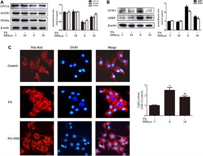 Activation of TAF9 via Danshensu-Induced Upregulation of HDAC1 Expression Alleviates Non-alcoholic Fatty Liver Disease